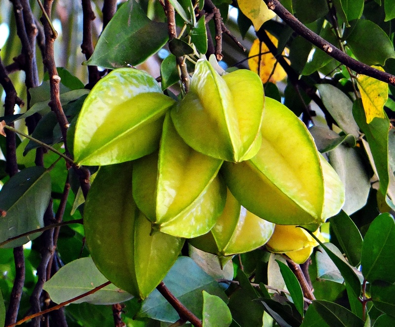 day, yellow, healthy eating, plant part, averrhoa carambola, tropical fruit, 1080P, plant, starfruit, beauty in nature, ripe, outdoors, no people, food