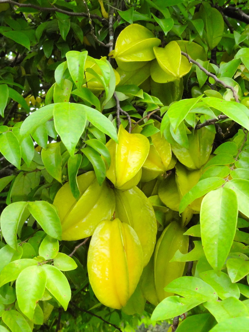 close-up, carambola, day, plant, vegetable, nature, green color, freshness, flower, fruit, no people, outdoors, food and drink, growth, plant part, food