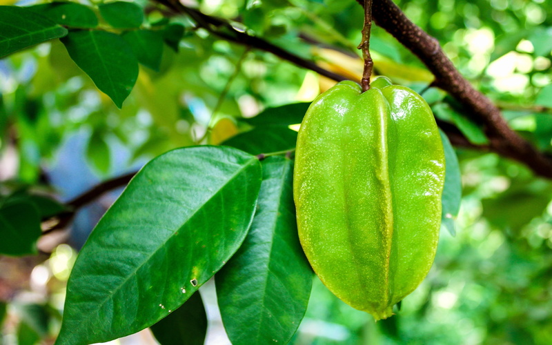 focus on foreground, branch, growth, close-up, tree, leaf, freshness, fresh, food and drink, beauty in nature, nature, day, green color, outdoors, food