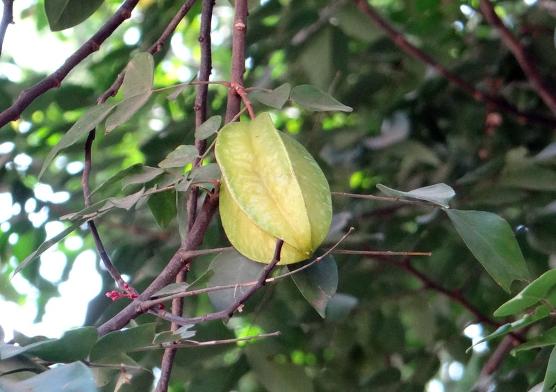 food, averrhoa carambola, tree, food and drink, green color, 2K, day, tropical fruit, plant, fruit, plant part, yellow, nature, freshness, beauty in nature