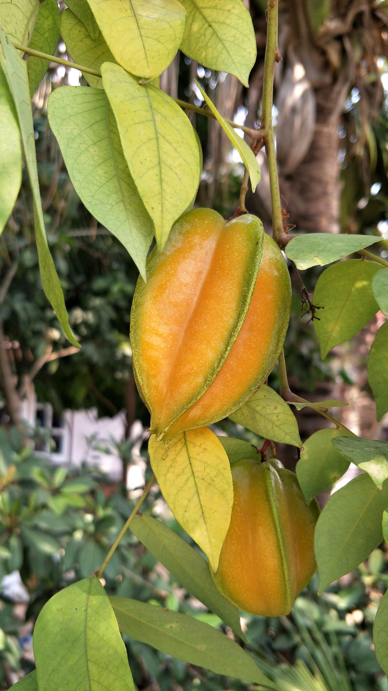 food, food and drink, flora, 4K, healthy eating, plant part, thailand, freshness, green color, leaf, wellbeing, fruit, no people, growth, focus on foreground