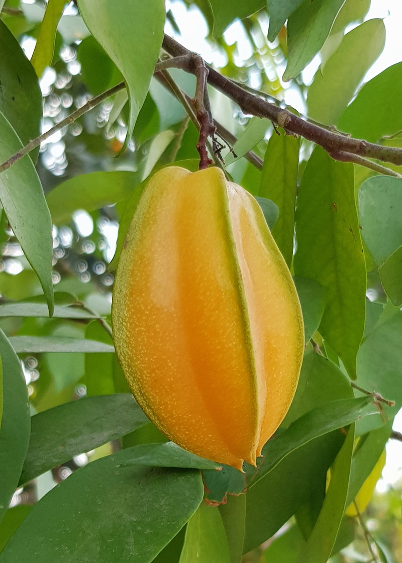 color, outdoors, flora, starfruit, wellbeing, fruit, plant, leaf, green color, branch, plant part, carambola, tropical, 2K, food and drink, no people