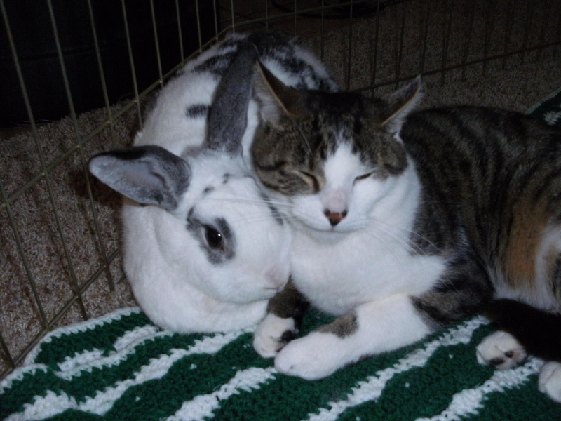 rabbit, awwwww, milkshake, 1080P, animals, river