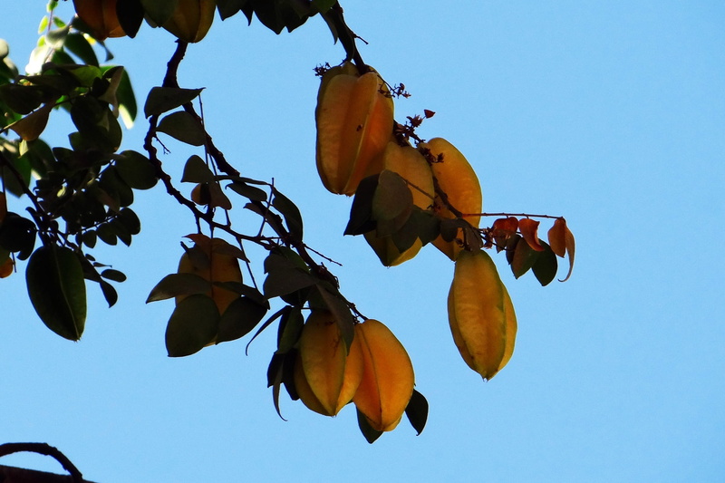 Ripe, food and drink, healthy eating, low angle view, orange, sunlight, plant, clear sky, leaves, blue, india, food, day, sky, leaf, fruit, Starfruit, 1080P
