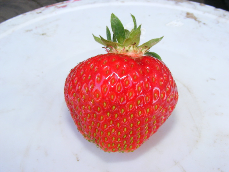 indoors, no people, 1080P, high angle view, nature, sweet, ripe, fruit, wellbeing, table, still life, red, healthy eating, summer, strawberry, vibrant color