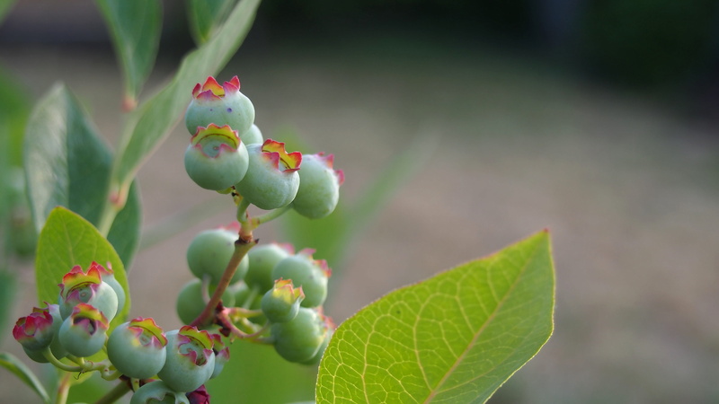 food, selective focus, focus on foreground, a single piece of fruit, animal representation, Bilberry, outdoors, leaf, 4K, vertebrate, growth, plant, day