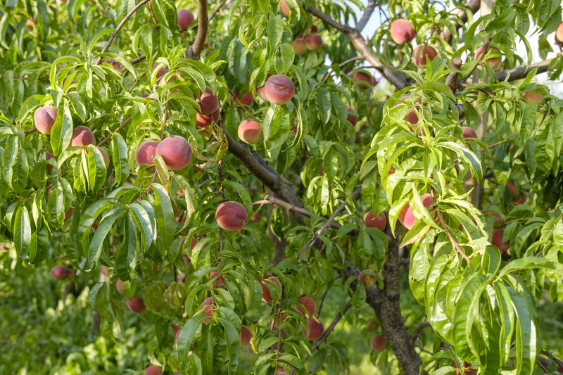 5K, plant, ripe, wellbeing, organic, growth, nature, stone fruit, healthy eating, green color, day, close-up, no people, sweet, beauty in nature, outdoors