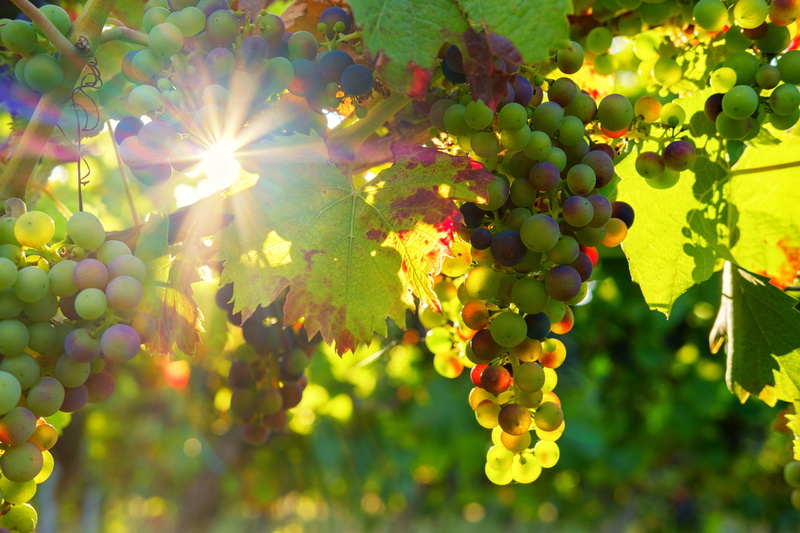 grape, bunch, outdoors, sunlight, grapes, wine, sweet, vineyard, leaf, winemaking, agriculture, food and drink, healthy eating, green color, no people