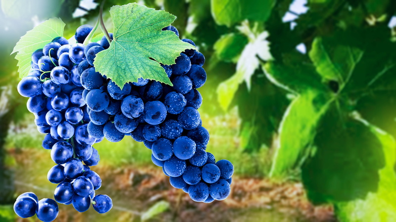 leaf, winemaking, blue, ripe, close-up, plantation, no people, vines, plant part, agriculture, plant, wellbeing, 5K, rebstock, healthy eating, wine, purple