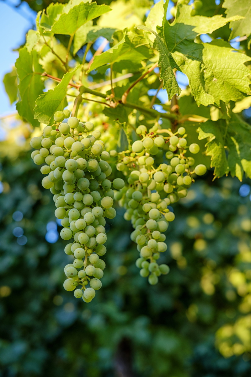 bunch, fructose, nature, growth, hanging, green color, no people, tree, close-up, plantation, day, ripe, 5K, grape, food, rebstock, sweet, leaf, focus on foreground