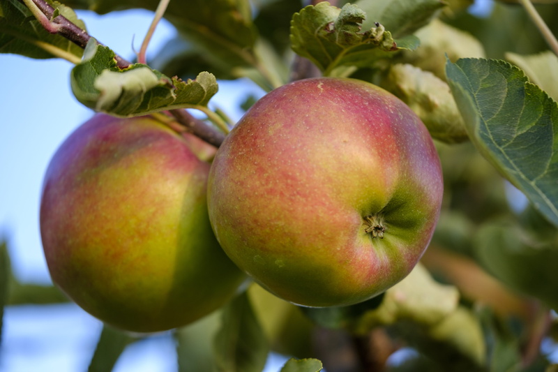 pome fruit, healthy, red, freshness, vitamins, day, growth, sugar, fruit, plant, apple - fruit, leaf, green color, sweet, 5K, no people, food and drink