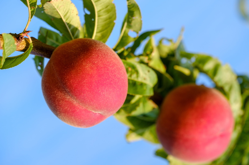 close-up, sunlight, nature, freshness, no people, plant part, peaches, fruit, 5K, red, leaf, sugar, sweet, outdoors, fructose, tree, sky, healthy, healthy eating