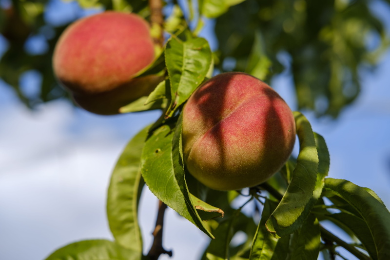 fruit tree, 5K, vitamins, plant, plant part, branch, sugar, nature, healthy, tree, outdoors, stone fruit, green color, focus on foreground, food, sweet