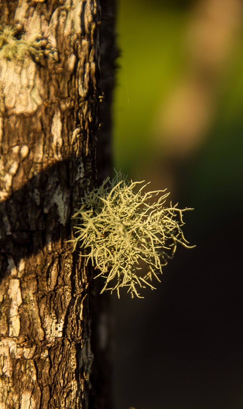 focus on foreground, fructose lichen, rough, nature, outdoors, bark, delicate, green, fragility, close-up, spiky, australia, sunlight, no people, 2K, plant bark