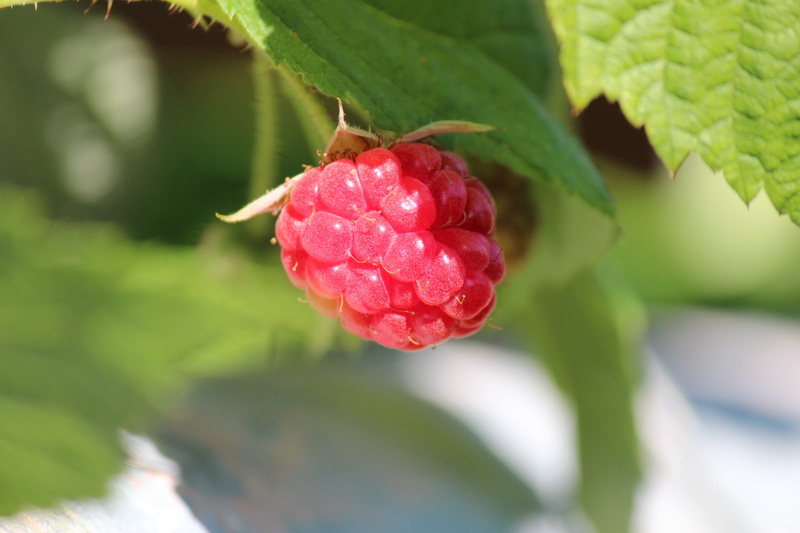 berries, berry, healthy, blueberries, red, nutrition, plant, background, leaf, freshness, dessert, delicious, selective focus, fresh, plant part, raspberries