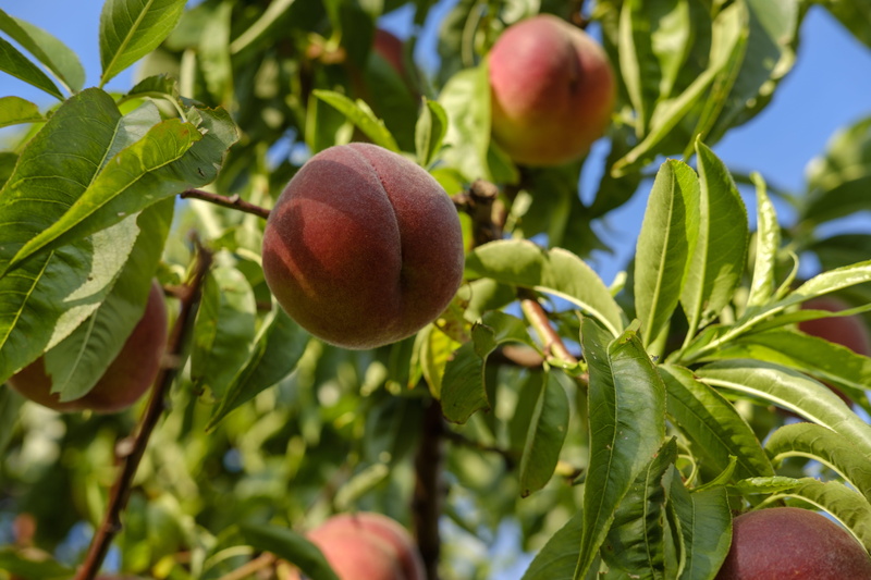 freshness, fruit, food, wellbeing, fruit tree, ripe, branch, vitamins, healthy eating, tree, sugar, plant part, peaches, day, sweet, no people, leaf, fructose