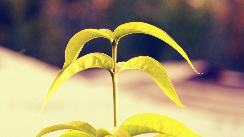 flower, yellow, fragility, focus on foreground, plants, growth, beauty in nature, freshness, positive emotion, heart shape, leaf, 4K, emotion, love, nature