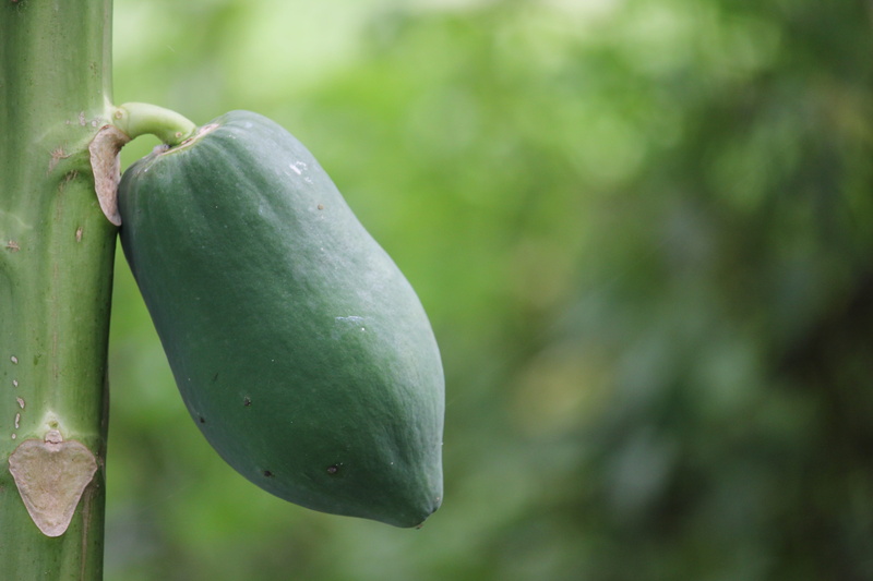 food, 5K, freshness, close-up, papaya tree, wellbeing, plant part, fruit, papaya, vegetable, green color, leaf, no people, tree, beauty in nature, nature