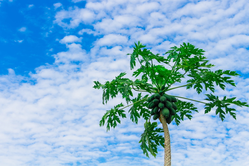 blue, freshness, papaya tree, tranquility, low, beauty in nature, green color, tree, leaf, low angle view, fruit, views, outdoors, sky, nature, plant part
