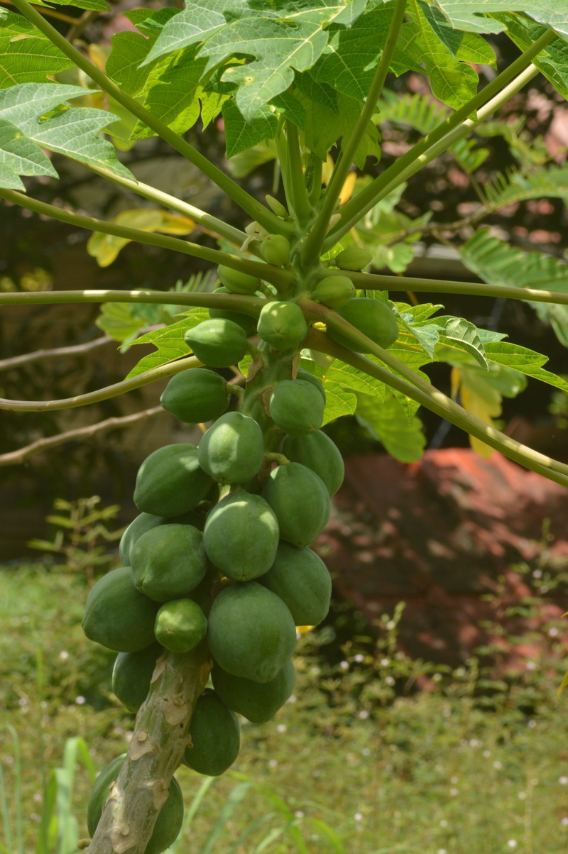 outdoors, plantation, papaya, no people, fruit, beauty in nature, leaf, food and drink, wellbeing, agriculture, green color, 5K, nature, focus on foreground
