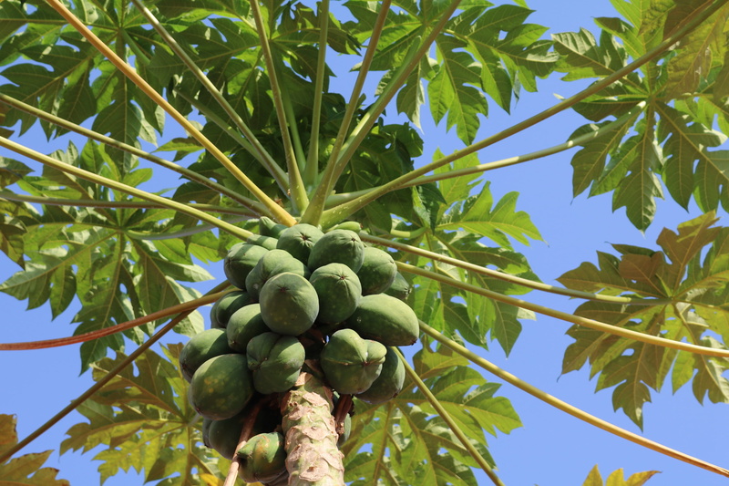 growth, low angle view, plant part, tropical fruit, 2K, no people, tropical climate, green color, beauty in nature, food and drink, tropical, tropical tree