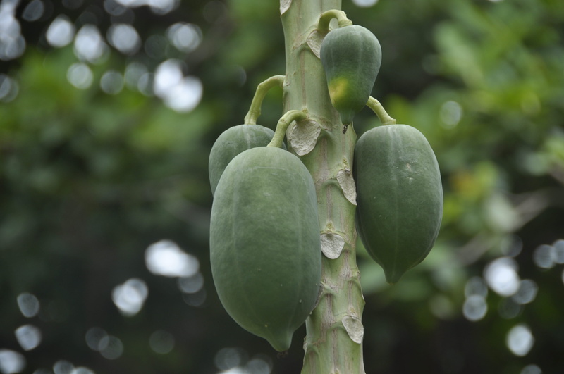 plant, day, focus on foreground, leaf, green, green color, wellbeing, healthy eating, outdoors, close-up, nature, forest, growth, tranquility, papaya, fruit
