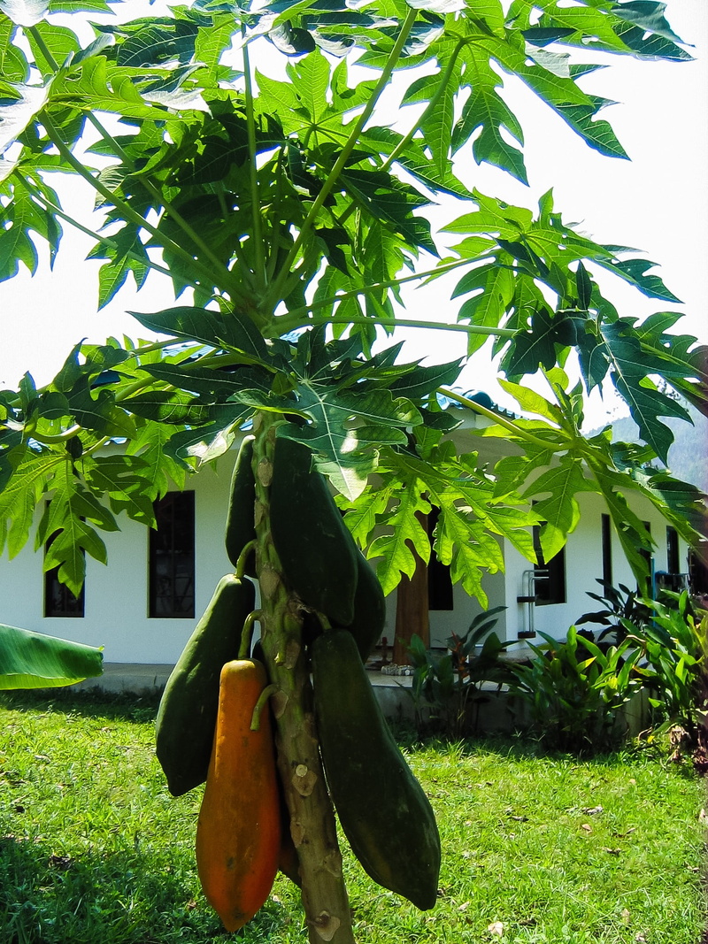 no people, field, papaya tree, growth, leaf, agriculture, lawn, building exterior, green color, 1080P, built structure, day, nature, papaya, architecture