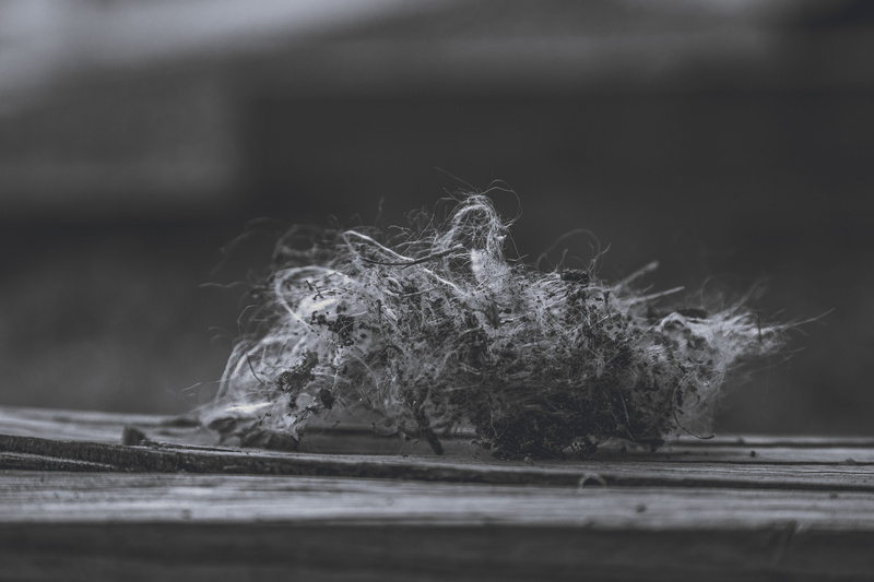 blurred background, outdoors, grayscale, plant, wooden table, wool, land, growth, landscape, tranquility, selective focus, nature, photography, fragility