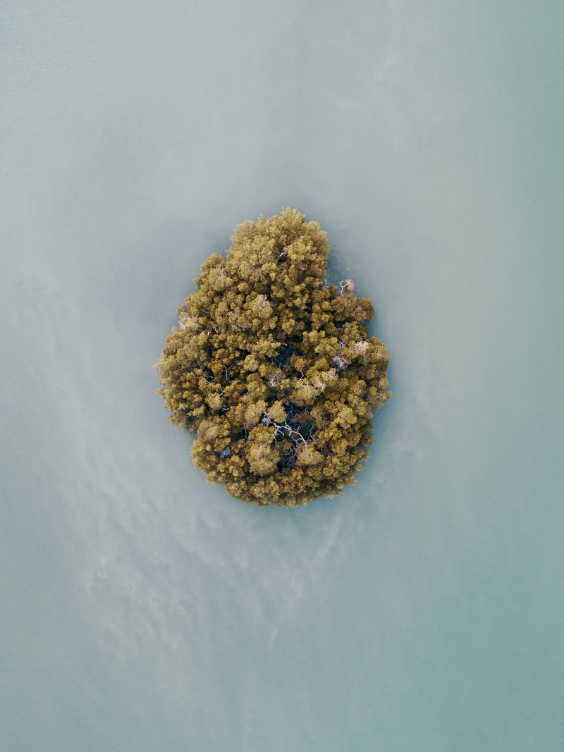 no people, birds eye view, marijuana - herbal cannabis, healthcare and medicine, food, cut out, herbal medicine, wellbeing, blue background, close-up, trees
