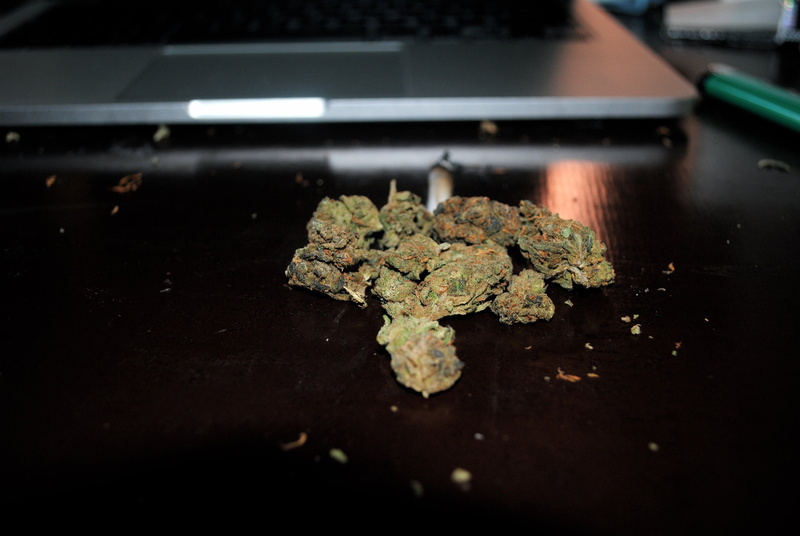 plant, indoors, 4K, macbook, medicine, selective focus, narcotic, drugged, technology, computer, herbal medicine, social issues, cannabis plant, laptop