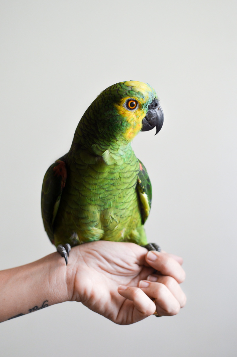 animal, perching, hand, pet, animal wildlife, one person, studio shot, holding, finger, close-up, body part, one animal, human hand, vertebrate, domestic