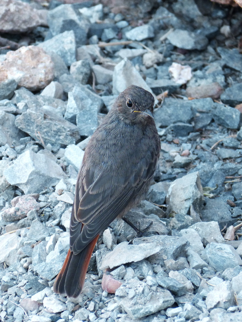 full length, outdoors, Phoenicurus Ochruros, animal themes, redstart, vertebrate, stone - object, no people, close-up, land, one animal, animal, ochruros