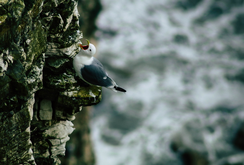 nature, tree trunk, animals in the wild, rock, gull, on top, perching, day, rock - object, gray, animal wildlife, no people, black, wildlife, formation