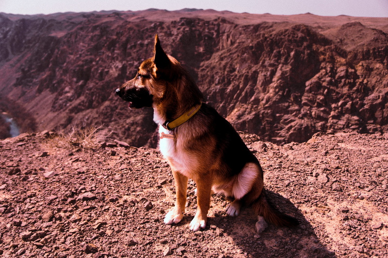 landscape, 5K, dry, animal themes, desert, pets, nature, short, scenic, no people, brown, dog, sand, coated, mammal, one animal, mountain, dog collar