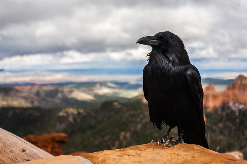 uSA, daytime, mountain, rock, bird, animal, standing, focus on foreground, crow, black color, cloud - sky, stone, 4K, no people, bird of Prey, nature