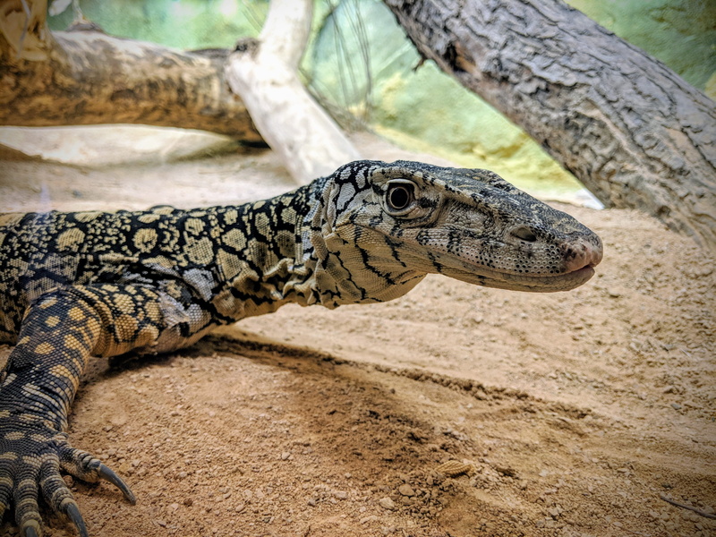 omaha, rock python, black, hook, animal, no people, one animal, photography, vertebrate, anole, anaconda, iguana, gray, animals in captivity, outdoors