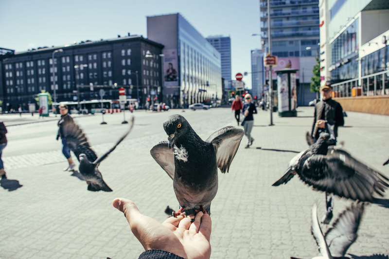 hand, holding, person, built structure, feeding, architecture, bird, day, animal wildlife, town, automobile, across, black, one person, downtown, buildings