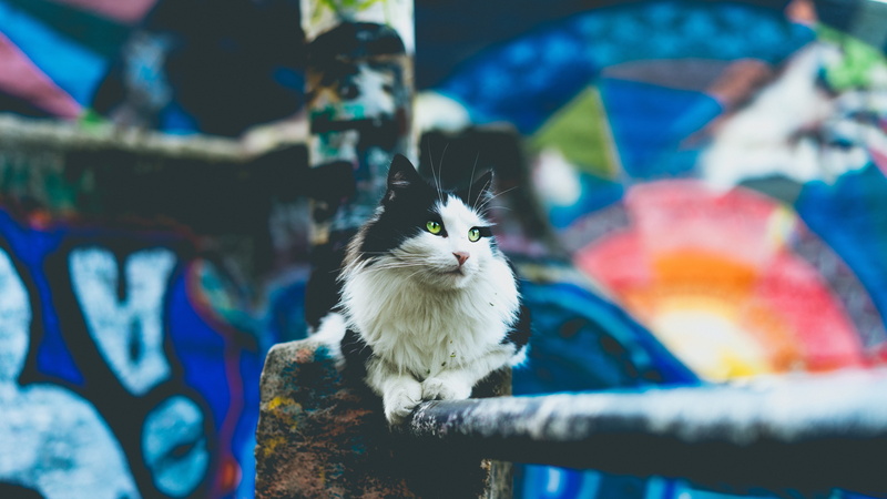 perching, pets, animal, metal, white, close-up, mammal, near, animal themes, animals in the wild, selective focus, standing, no people, 5K, cute, looking