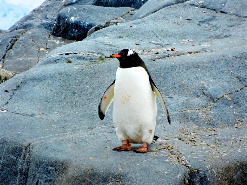 land, perching, penguin, bird, rock - object, standing, outdoors, aquatic bird, day, cold temperature, cold, animal wildlife, solid, full length, stone