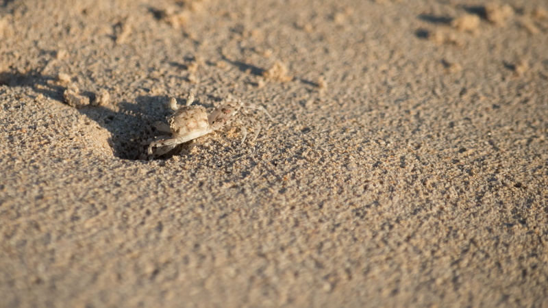 snake, high angle view, beach, clam, sand, crab, sunrise, no people, one animal, selective focus, textured, hawaii, land, animals in the wild, purple, waimanalo beach