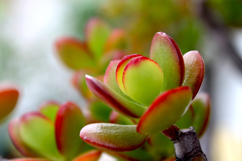 vulnerability, leaf, crassula, flowering plant, selective focus, growth, nature, close-up, fragility, outdoors, focus on foreground, green color, plant