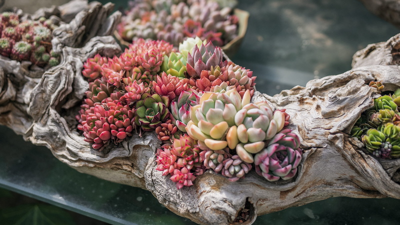 growth, leaf, plant, succulent, beauty in nature, focus on foreground, branch, pink, day, tree, nature, fruit, freshness, close-up, no people, green, red