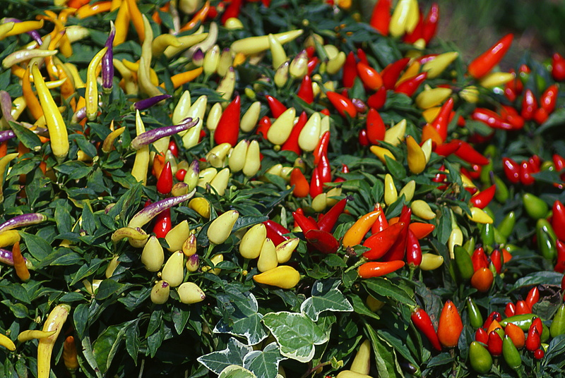the cultivation of, yellow, pepper, freshness, green color, food and drink, health, full frame, spice, food, vegetable, day, Decorative, chili pepper, backgrounds
