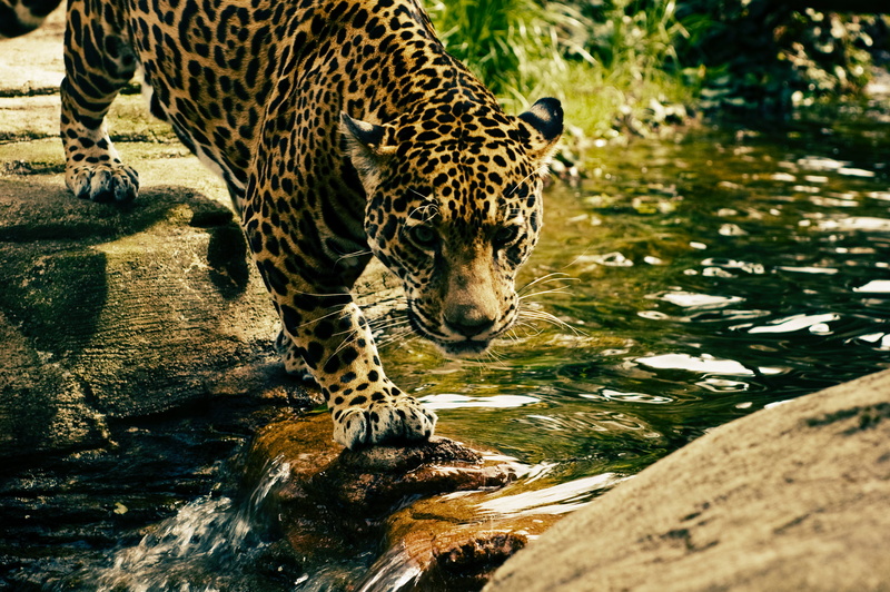 big cat, safari Animals, day, wildlife, sports, water, daytime, solid, animal, jaguar, brown, river, no people, 2K, rock, outdoors, black, feline, crossing