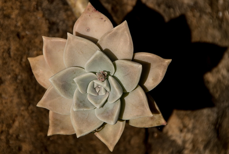 inflorescence, day, vulnerability, succulent, rose - flower, rose, succulent plant, rosette, focus on foreground, petal, high angle view, fragility, foliage