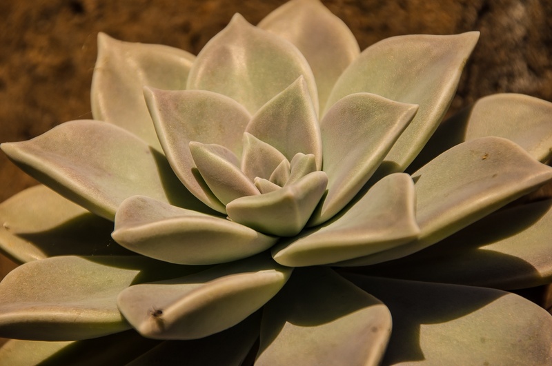 plant, flower head, flower, growth, succulent plant, freshness, fragility, close-up, flowering plant, day, vulnerability, outdoors, 2K, beauty in nature