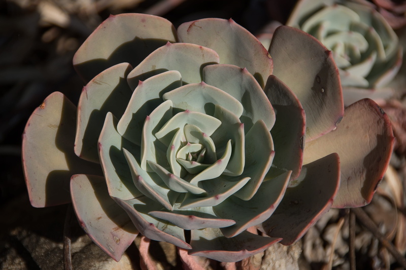 garden, pattern, no people, plant, cactus, pink, spiked, foliage, circles, botany, day, australia, green, high angle view, green color, flower, focus on foreground