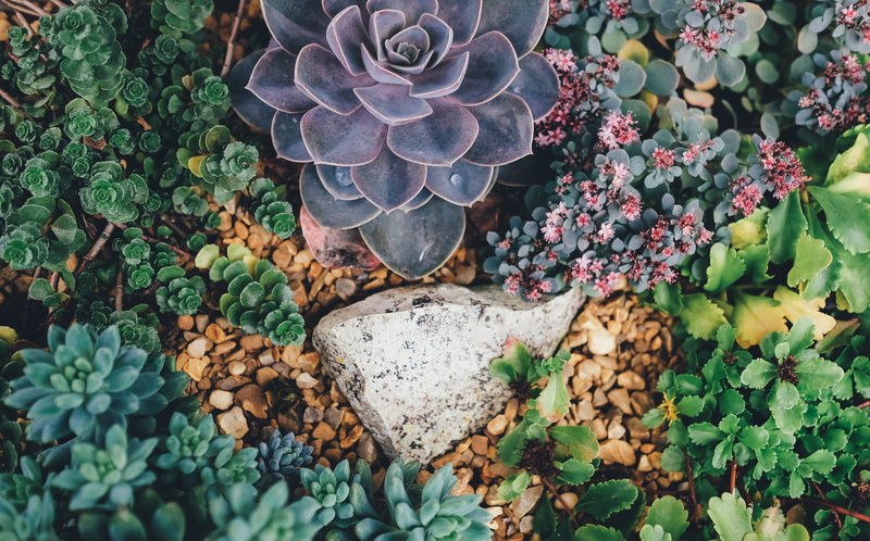 green, clover, flora, leaf, growing, vegetation, directly above, plant part, nature, freshness, botanical, rosette, day, horticulture, flower, stone - object