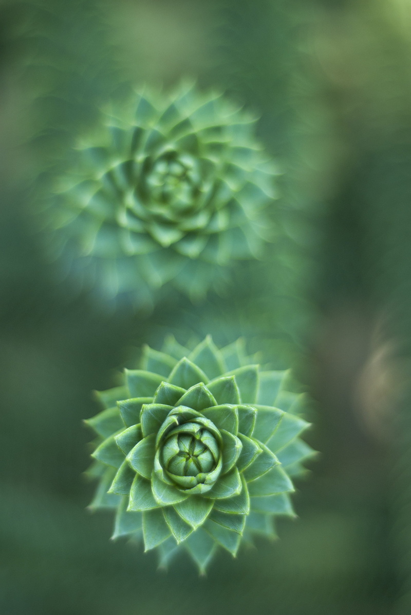 tranquility, photo, selective, green color, closeup, close-up, focus, freshness, fresh, vulnerability, no people, ornamental, natural pattern, fragility