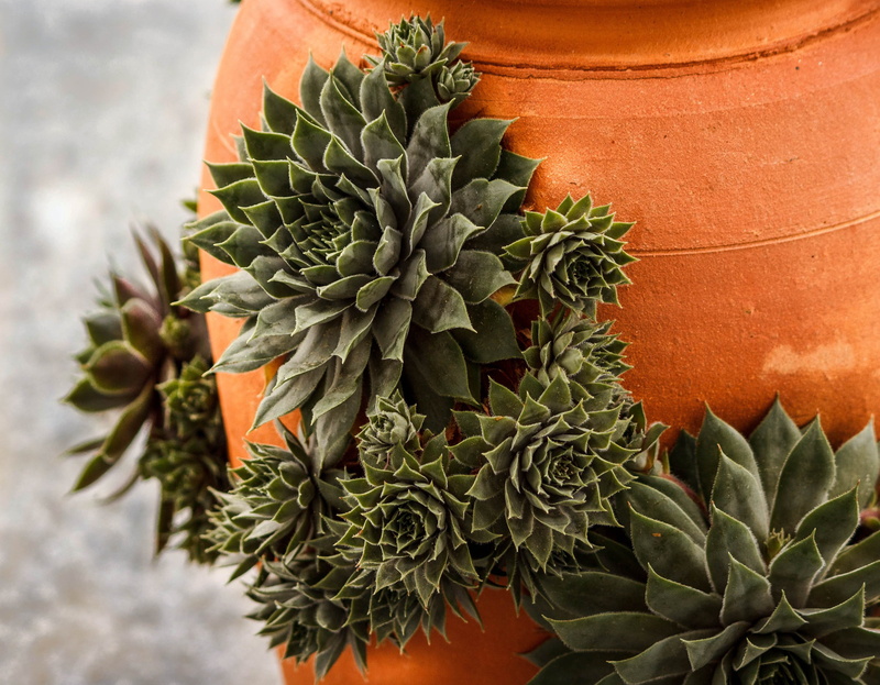 nature, 4K, food, terracotta, strawberry pot, hen and biddies, strawberry jar, green color, hens and chickens, flower pot, no people, outdoors, hen and chicks